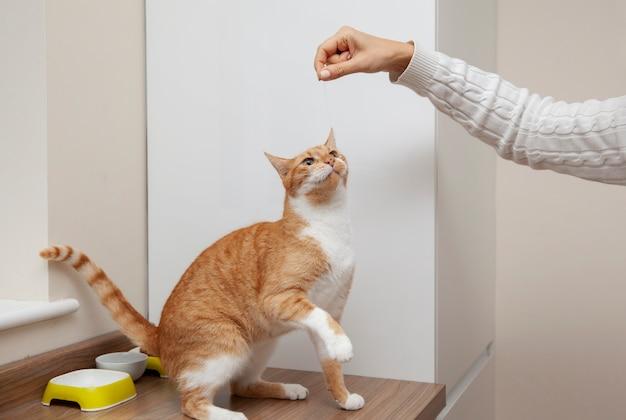  Профессиональные способы избавления от кошачьих ворсин в помещении