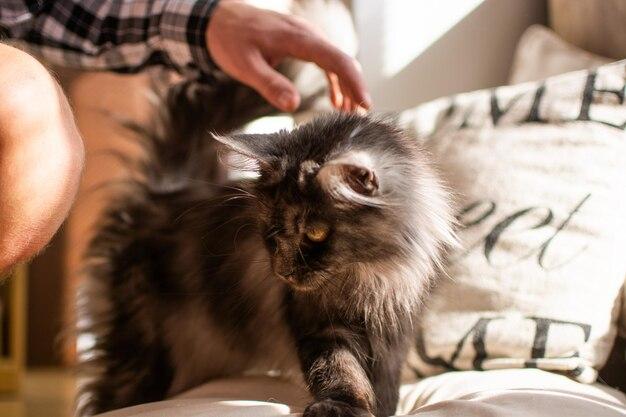 Эффективные методы удаления кошачьих волос в квартире